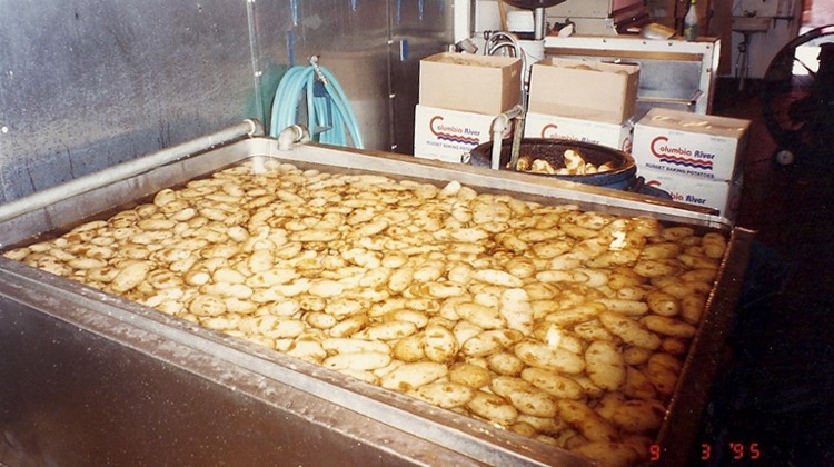 Potatoes soaking in the kitchen