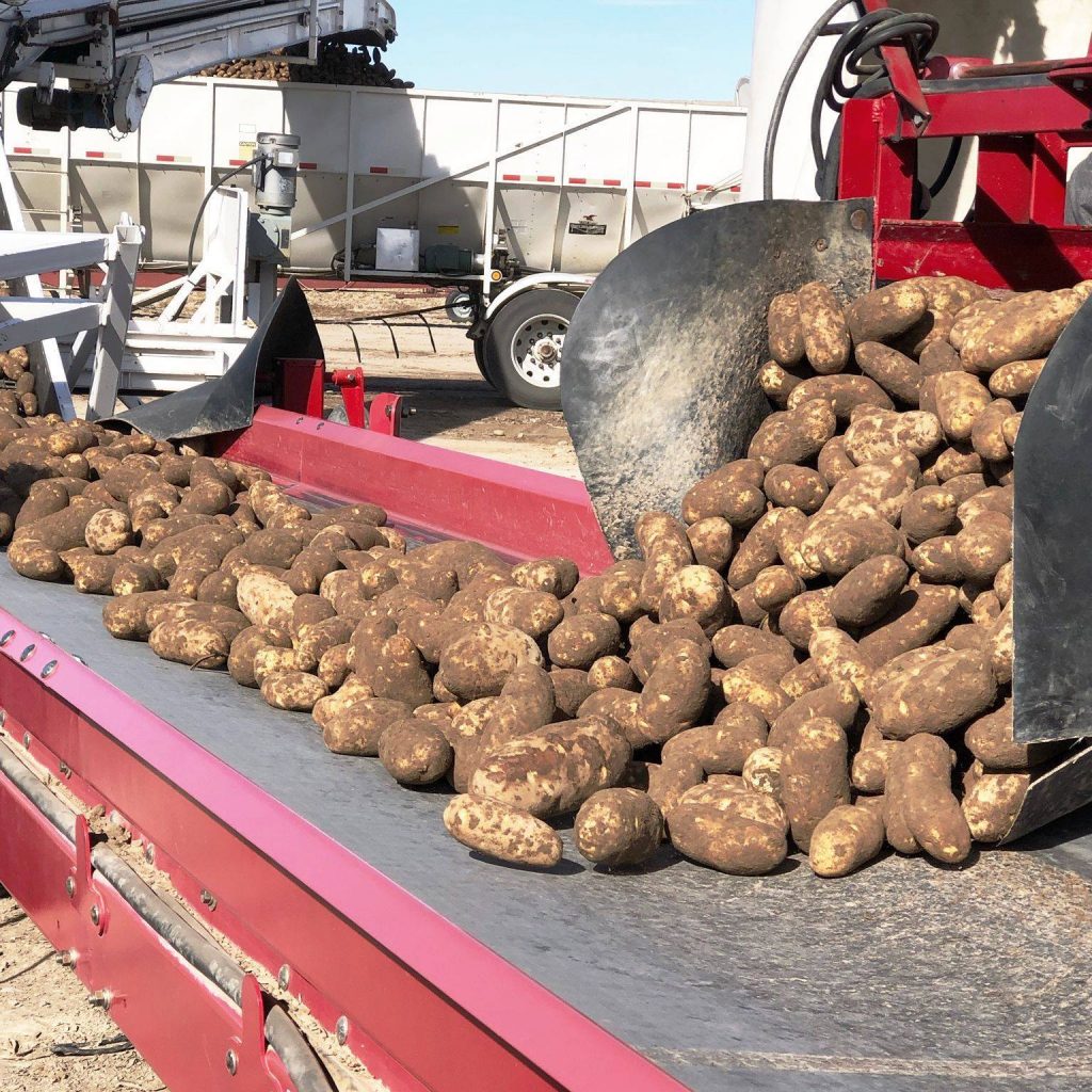 Potatoes being loaded onto a conveyor belt